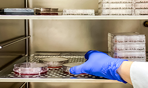 hand with latex glove grabbing petri dishes in a storage cabinet