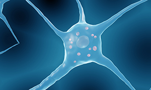 image of a neuron