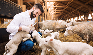 man in white coat in barn surrounded by baby sheep