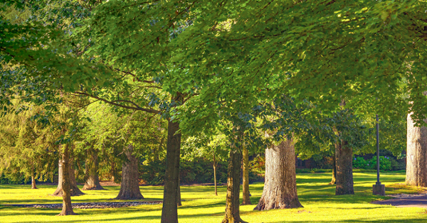 The Rowan University Arboretum intends to inspire new learning, research and creative ideas.