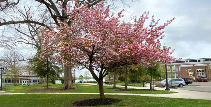 tree outside lecture hall building