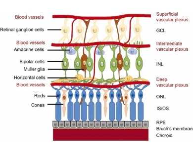 Retinal neural layers and microvasculature plexuses.